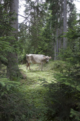 Obraz premium Mucca nel bosco