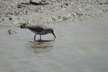 aves en las marismas del guadalquivir