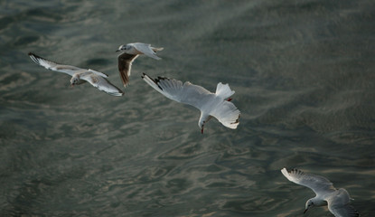 birds