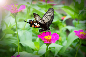 Fototapeta premium Butterfly on pink zinnia.