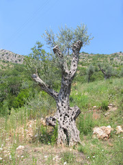 Old olive tree