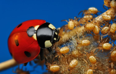 ladybug