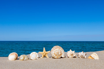Fototapeta na wymiar sea shells lying on a sandy beach against the sea