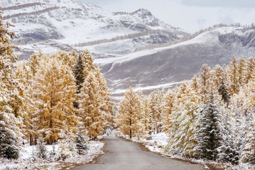 Forest with snow and road goes mountains