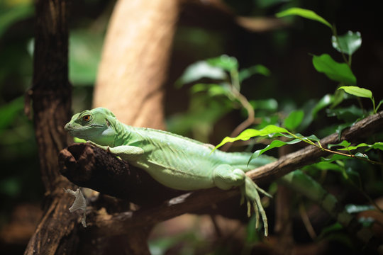 angry green lizard on a branch