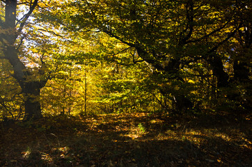 Morinng sunlight through yellow autumn leaves at forest, Zeljin mountain, Serbia