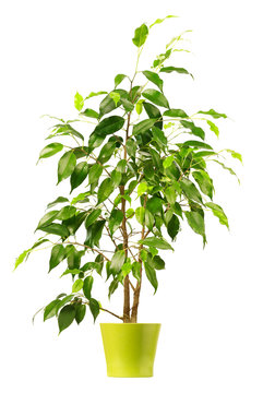 Fototapeta Ficus in flowerpot isolated on white background.
