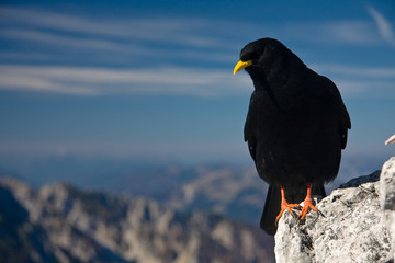 Alpine chough (Pyrrhocorax graculus) standing on a rock at the top of the mountain