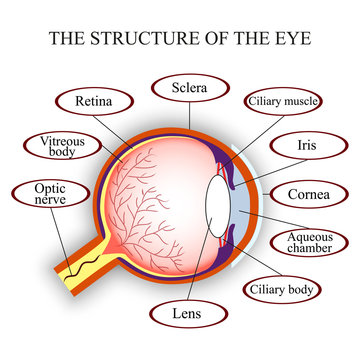 Scheme the structure of the human eye, vector illustration.