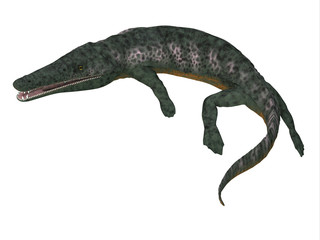 Fototapeta premium Archegosaurus Amphibian Tail - Archegosaurus was an amphibian tetrapod that lived in Europe during the Permian Period.
