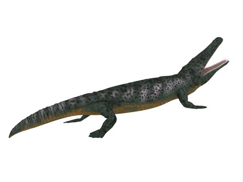 Archegosaurus Side Profile - Archegosaurus was an amphibian tetrapod that lived in Europe during the Permian Period.
