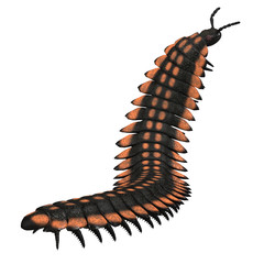 Arthropleura Invertebrate - Arthropleura was a giant insect invertebrate that lived in North America and Scotland during the Carboniferous Period.