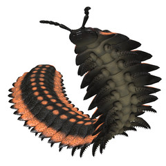 Arthropleura on White - Arthropleura was a giant insect invertebrate that lived in North America and Scotland during the Carboniferous Period.