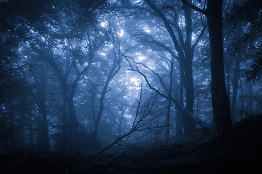 Spooky misty rainy forest, located in Transylvania, Romania, Halloween holiday celebration background concept