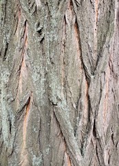The bark on false acacia (Robinia pseudoacacia)