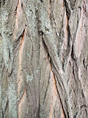 The bark on false acacia (Robinia pseudoacacia)
