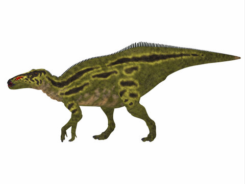 Shantungosaurus Dinosaur Side Profile - Shantungosaurus was a herbivorous Hadrosaur dinosaur that lived in China in the Cretaceous Period.