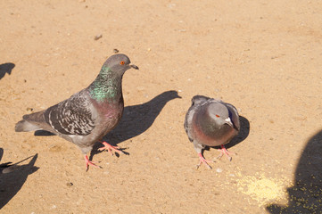 Gray pigeon is eating some yellow grain
