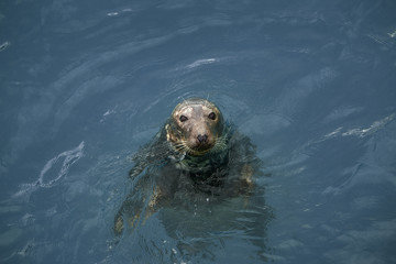 Naklejka premium seal swimming in the sea