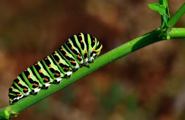 caterpillar