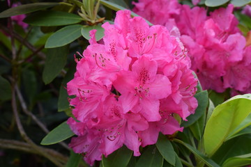 Obraz premium flower