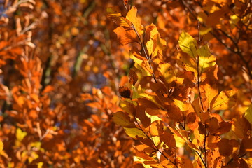 Das Feuer des Herbstes. Farbenspiel im Licht.