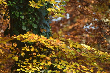 Das Feuer des Herbstes. Farbenspiel im Licht.