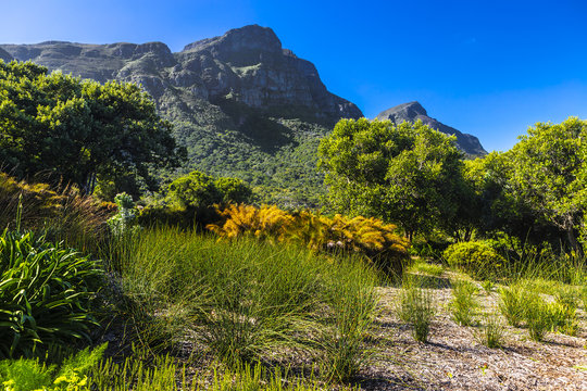 South Africa. Cape Town. Kirstenbosch National Botanical Garden. Panoramic view Table Mountain slopes (Fernwood Buttress Peak and Devil's Peak in the right)