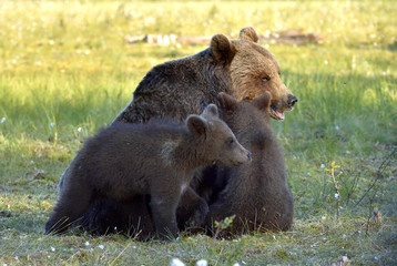 Obraz na płótnie Canvas She-bear and bear-cubs. Adult female of Brown Bear (Ursus arctos) with cubs on the swamp in summer forest.