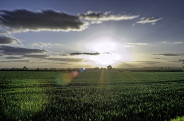 Fototapeta na wymiar Sun across field