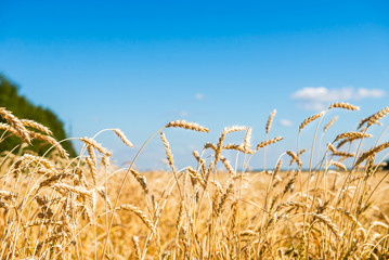 Autumn Landscape of Golden Wheat Field