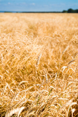 Autumn Landscape of Golden Wheat Field