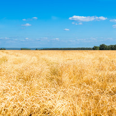Autumn Landscape of Golden Wheat Field