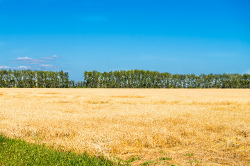 Autumn Landscape of Golden Wheat Field