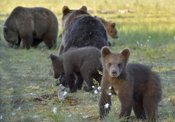 Bear cubs hide for a she-bear. She-bear and bear-cubs. Adult female of Brown Bear (Ursus arctos) with cubs on the swamp  in summer forest.