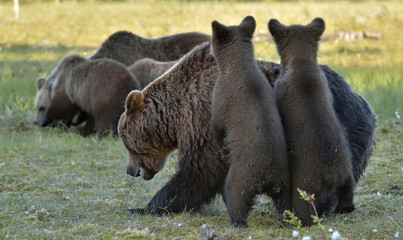 Fototapeta na wymiar Bear cubs hide for a she-bear. She-bear and bear-cubs. Adult female of Brown Bear (Ursus arctos) with cubs on the swamp in summer forest.