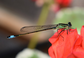 dragonfly