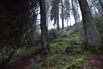 Herbstwanderung. In belgischer Moor- und Berglandschaft.