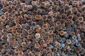 Pinecones
