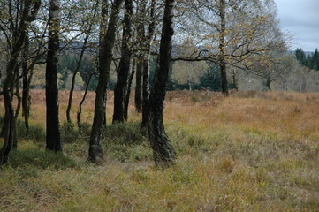 Fototapeta na wymiar Herbstwanderung. In belgischer Moor- und Berglandschaft.
