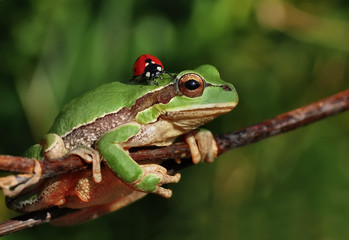 Treefrog