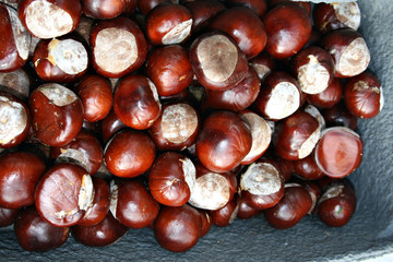 organisch, lifestyle, herbst, tierfutter, bastelbedarf