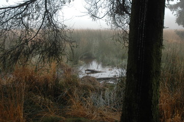 Herbstwanderung. In belgischer Moor- und Berglandschaft.