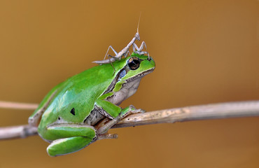 Treefrog