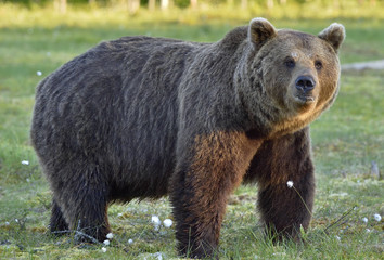 Wild brown bear (Ursus arctos) on the meadow of the forest in summer. Close up portrait . Natural green background.