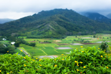 Taro farm fields in Hanalei Valley, Kauai, Hawaii