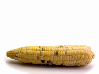 Fresh organic corn