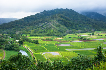 Taro farm fields in Hanalei Valley, Kauai, Hawaii