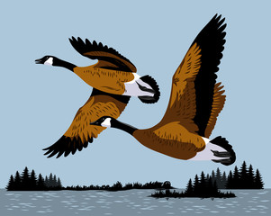 Naklejka na ściany i meble Wild ducks fly over the river