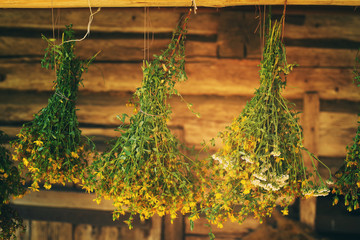 Bundles of medicinal plants St. John's wort is collected for drying hanging in the background of...